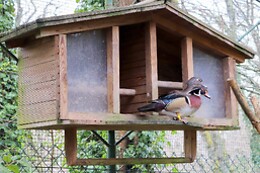 AVIFAUNA