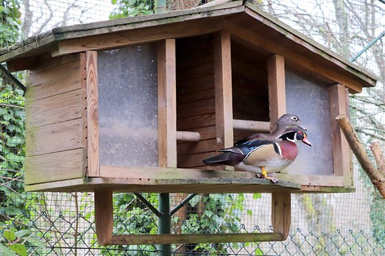 AVIFAUNA - photo 6