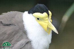 AVIFAUNA