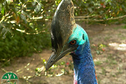 AVIFAUNA