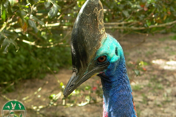 AVIFAUNA - photo 8