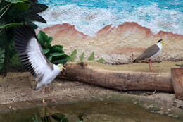 AVIFAUNA