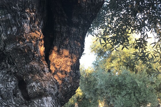 LA BIODIVERSA - photo 14